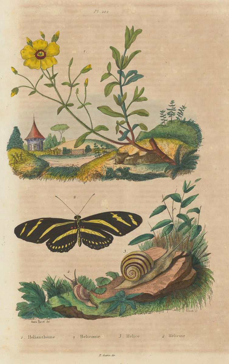 Rock rose. Heliconius/longwing butterfly.Arianta/Helix (copse/edible snail) 1833